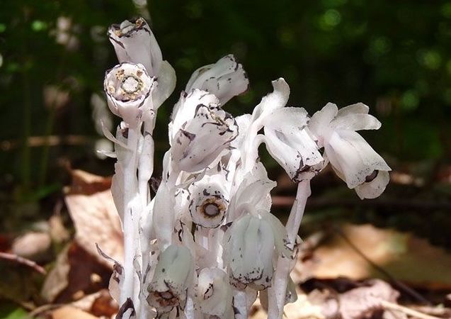 被称为"幽灵草"的它,到夜晚就发出白色亮光,如透明