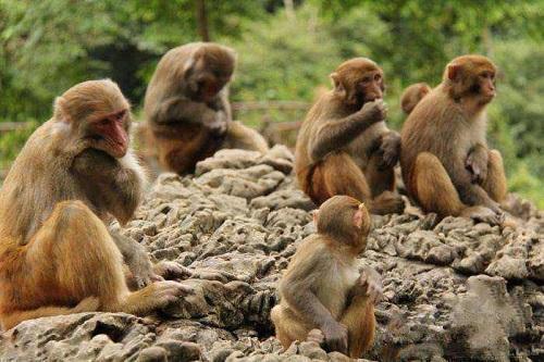 现代猴子仍能进化成人巴拿马猴群进入石器时代