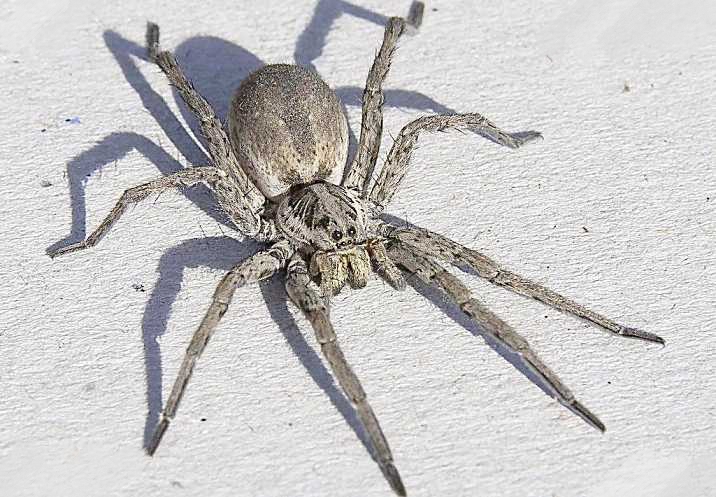 一只蜘蛛捕食蝙蝠,美国网友刚好拍下这一幕