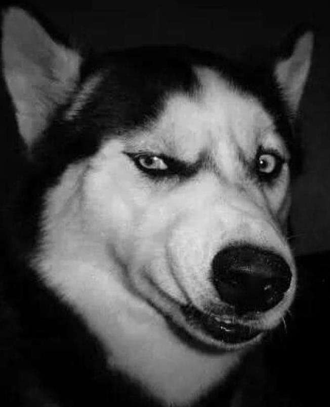 铲屎官带二哈出门它的反应让人哭笑不得凶凶的有点怕呢