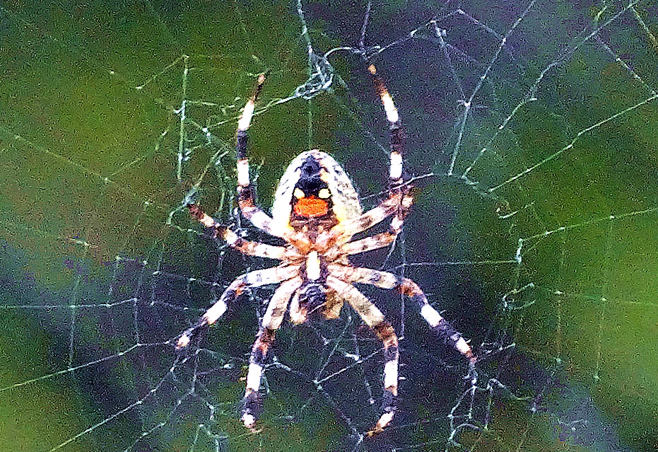 一只蜘蛛捕食蝙蝠,美国网友刚好拍下这一幕