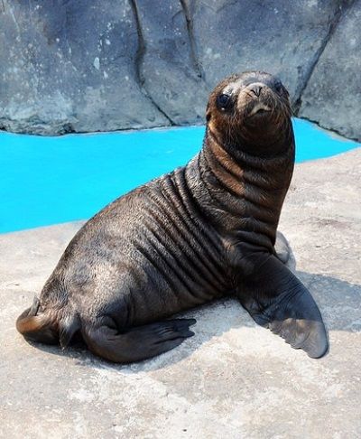 国外一间动物园的帅哥饲养员,正要将桶子内的鱼喂给海狮吃时,只见两只