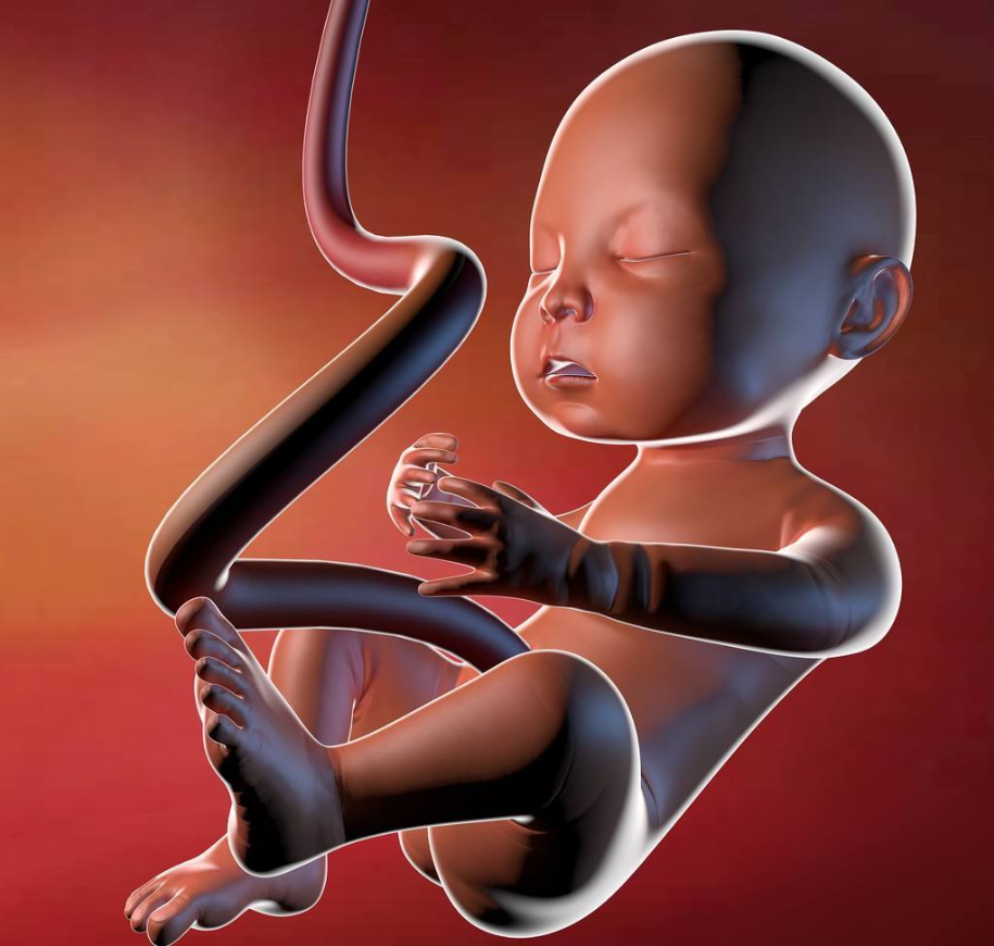 怀孕6个月胎儿的身长大约30cm,体重在600g左右,胎儿的毛发正在生长