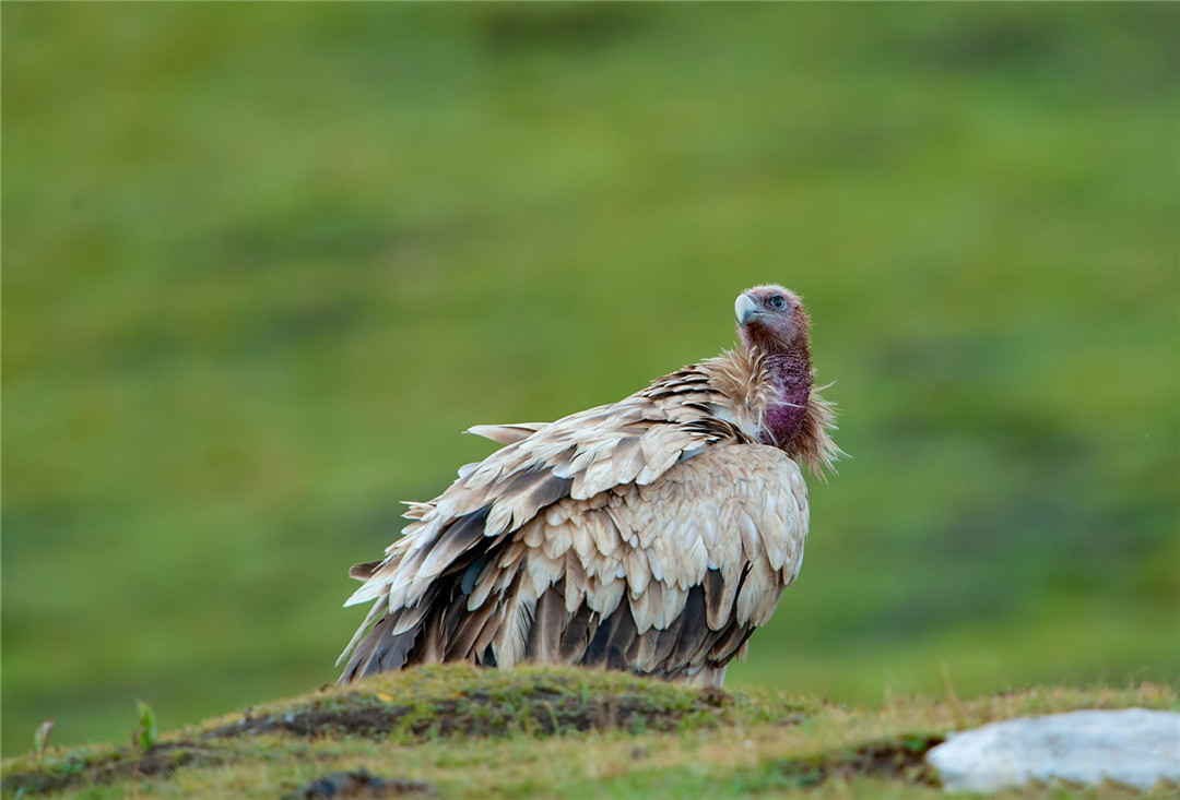 青海出现高山秃鹫抢食时脸和脖子会变色专吃腐肉为何不中毒