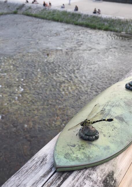 鬼蜻蜓是益虫还是害虫鬼蜻蜓为什么叫鬼是鬼变的