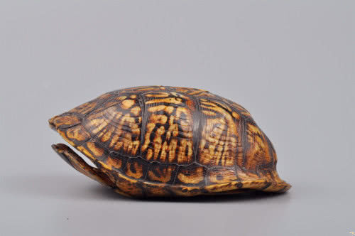 小伙用液压机压龟壳,不料意外发生了