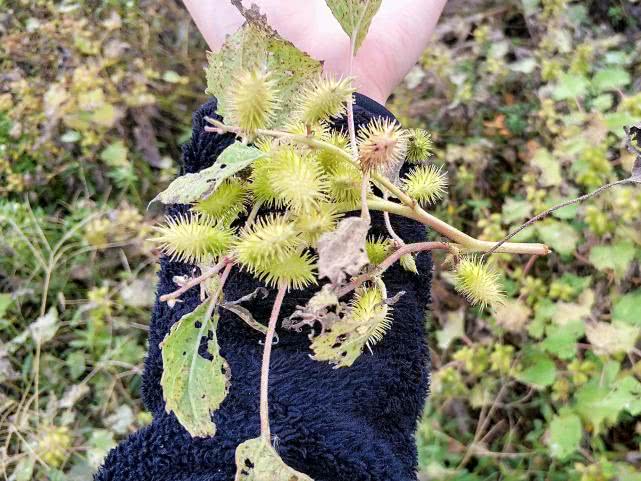 这野果满身是刺,过去农民见到就烦,如今却大量种植卖10元一斤|苍耳