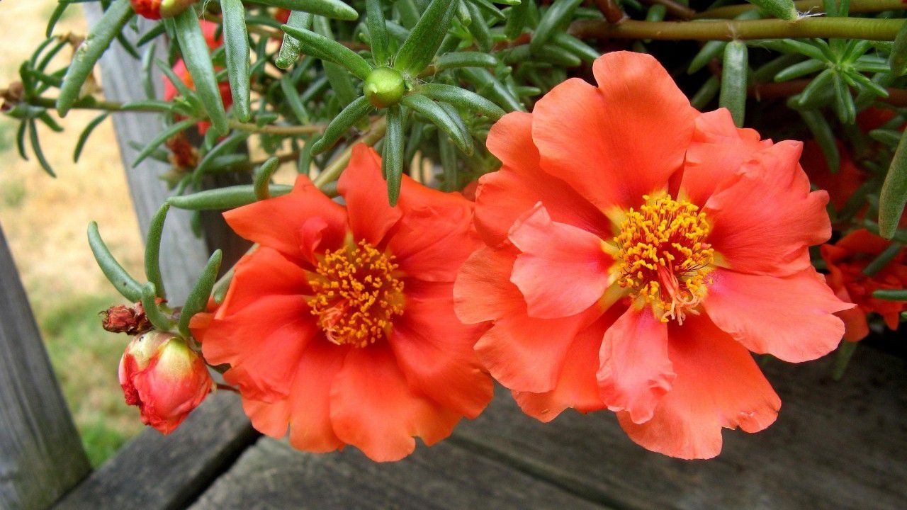 夏天暴晒才好开花的马齿苋花,没太阳就没花看,不能经常浇水