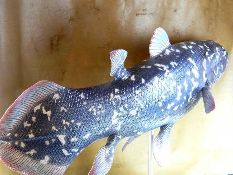 腔棘鱼|海底|矛尾鱼_新浪新闻