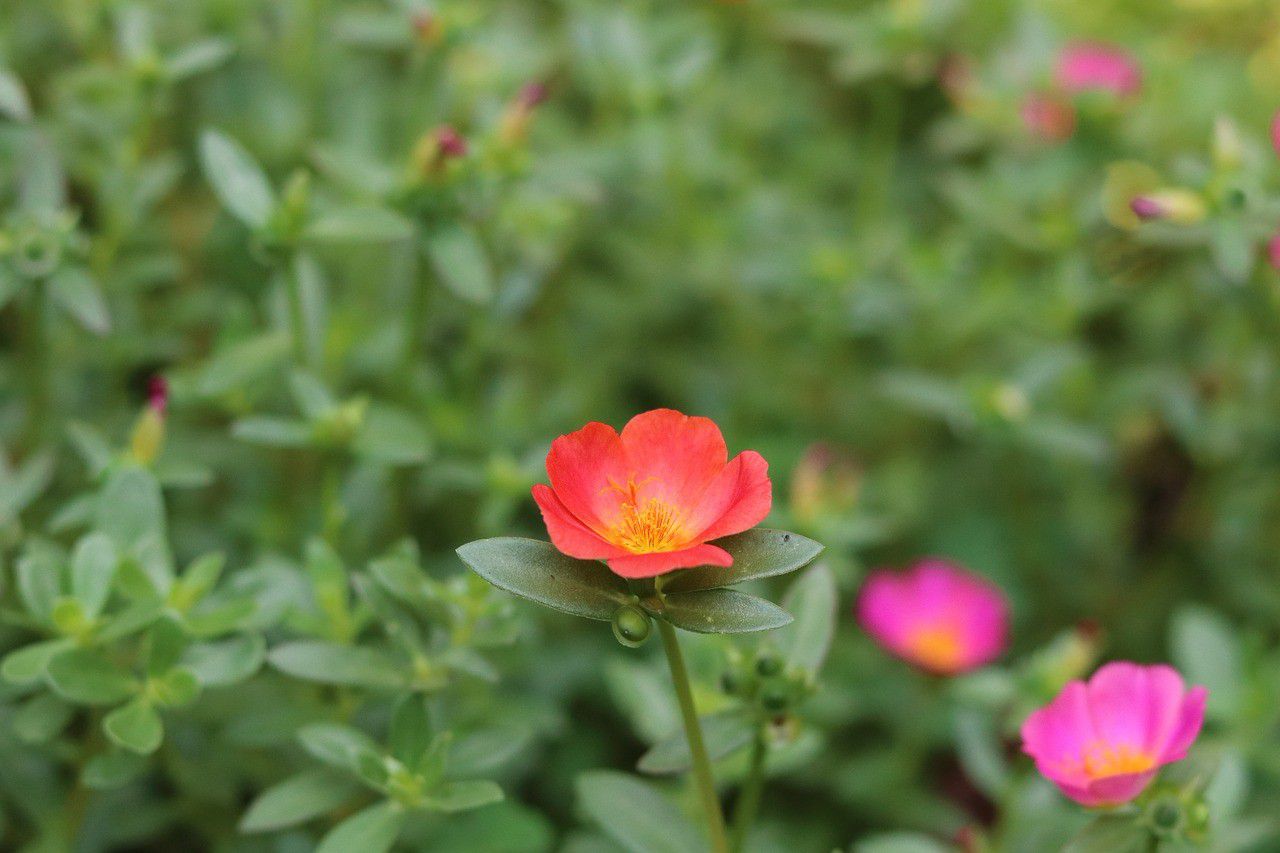 夏天暴晒才好开花的马齿苋花,没太阳就没花看,不能经常浇水