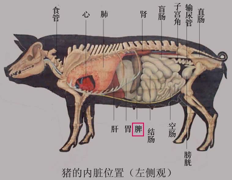 东北的一头猪都怎么吃?根本不会浪费一点点,安排的明明白白的!