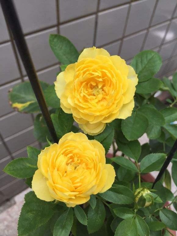 金丝雀月季开花拳头大,却容易招来红蜘蛛,自制灭虫水不能少