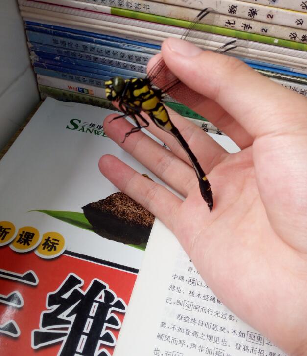 鬼蜻蜓是益虫还是害虫鬼蜻蜓为什么叫鬼是鬼变的