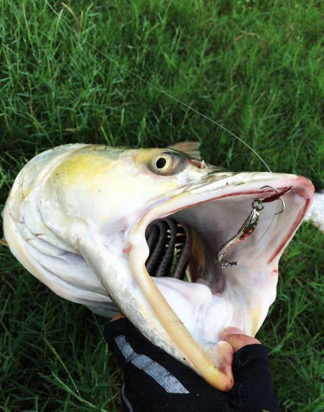 此鱼的力气比牛还大,常常被人们称之为"水中的鱼霸"