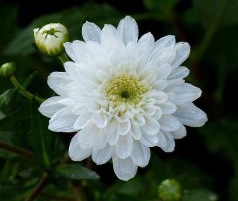 喜欢菊花,不如养盆"菊中珍品"滁菊,花瓣重重叠叠,十分吸引人