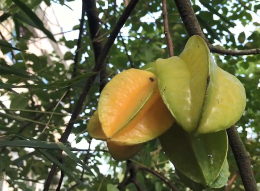 而在南方的农村地区,有一种水果就随处可见了,俗称"星星果",不仅院子