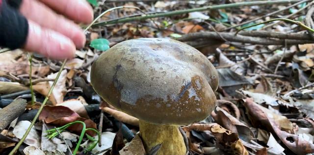 云南朋友一起去山上玩,摘一大筐野生肥蘑菇,这一筐能卖300元