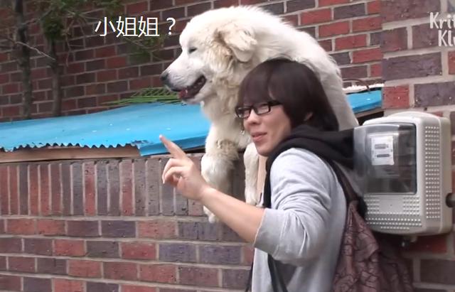 大白狗因“爱笑”走红，还懂得自己很出名，狗：我漂亮吗？|白狗|狗狗|表情_新浪新闻