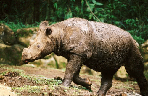 世界上五种超级罕见的极危物种,第一极其匮乏