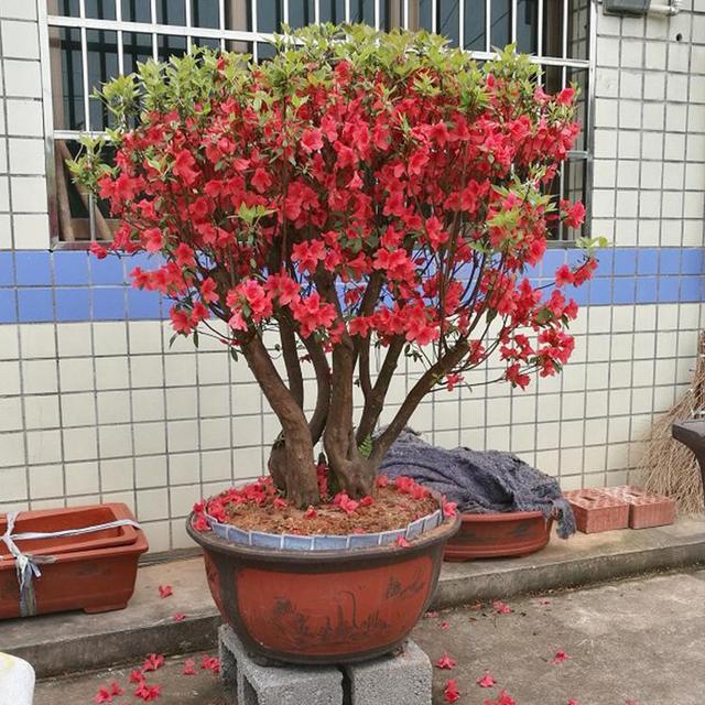 桩型多变品种多变树枝上都是红花的映山红盆景总一款你喜欢