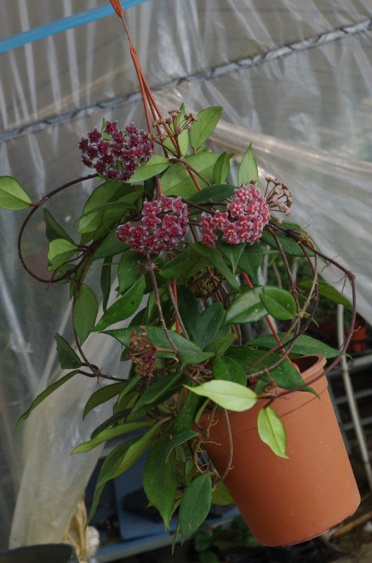 巴顿巴顿是球兰的一种,萝藦科多年生草质藤本植物,原产于亚洲热带,亚