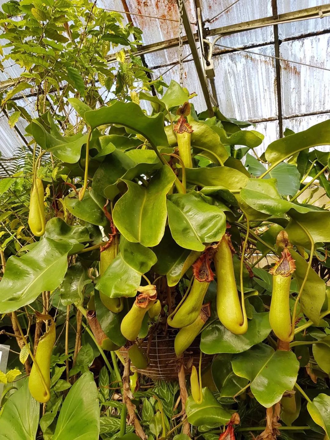 家里养的猪笼草笼子容易干枯,就是这一点没做好,浇水有讲究