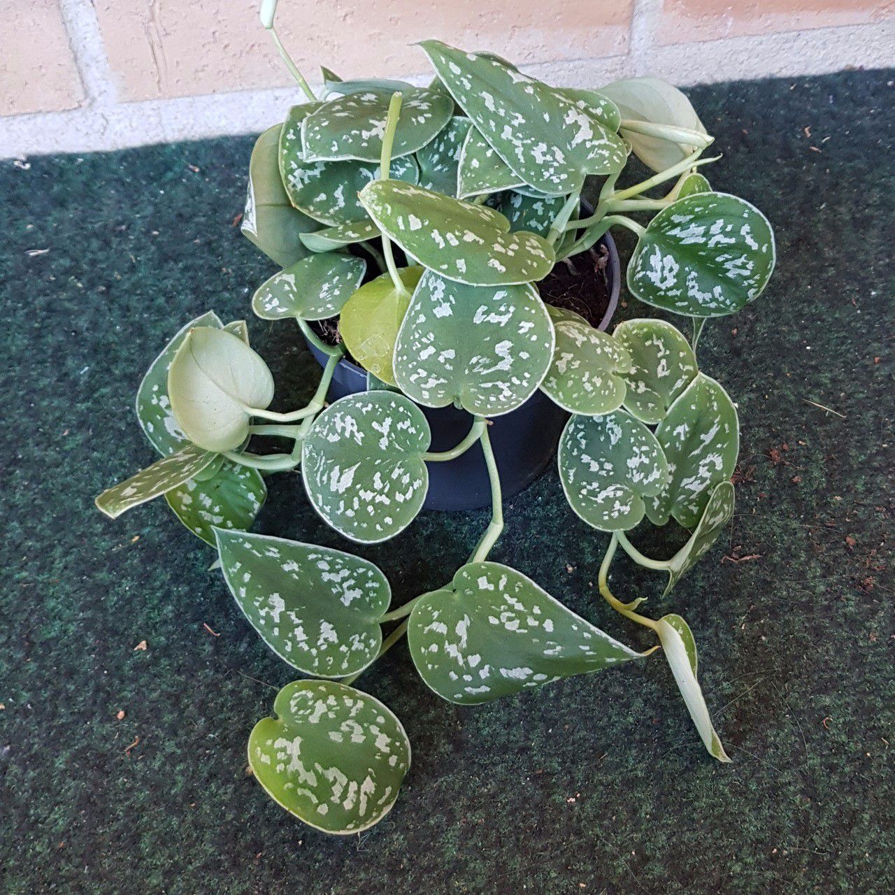 叶片有银白色斑块的银星绿萝送给朋友受到众人艳羡你养了没