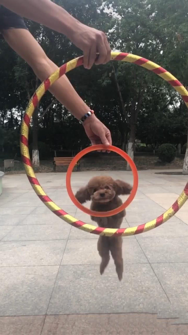 泰迪第一次表演跳圈,动作十分熟练,网友:别人家的泰迪就是聪明