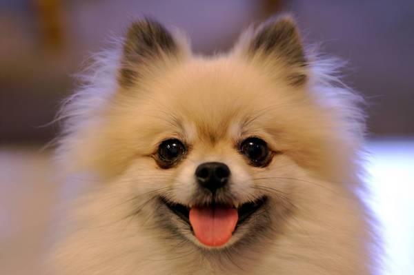 是一种非常爱玩的小型玩赏犬,同时它很真诚温顺.