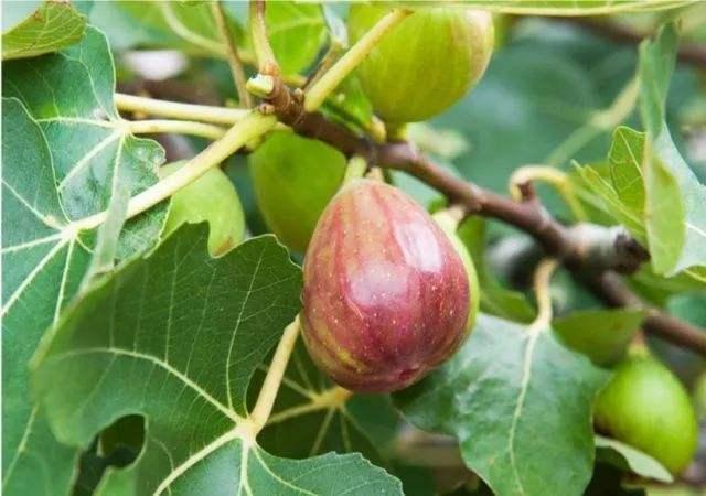 养绿萝太简单,试试"果树"吧!掐根枝条放土里,生根发芽还能吃