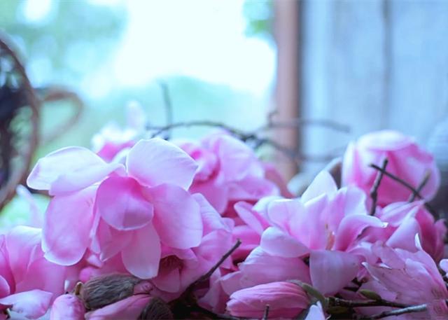 すべての花の画像 75 辛夷花颜色 すべての花の画像 75 辛夷花颜色