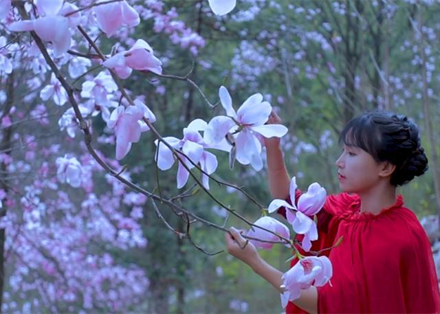 すべての花の画像 75 辛夷花颜色 すべての花の画像 75 辛夷花颜色
