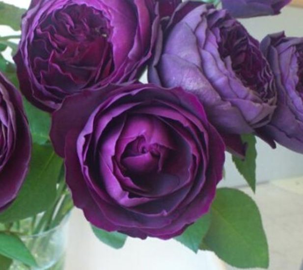 月季,一定养盆贾博士的纪念,花美气香,繁花似锦,美极了|探探|深紫色