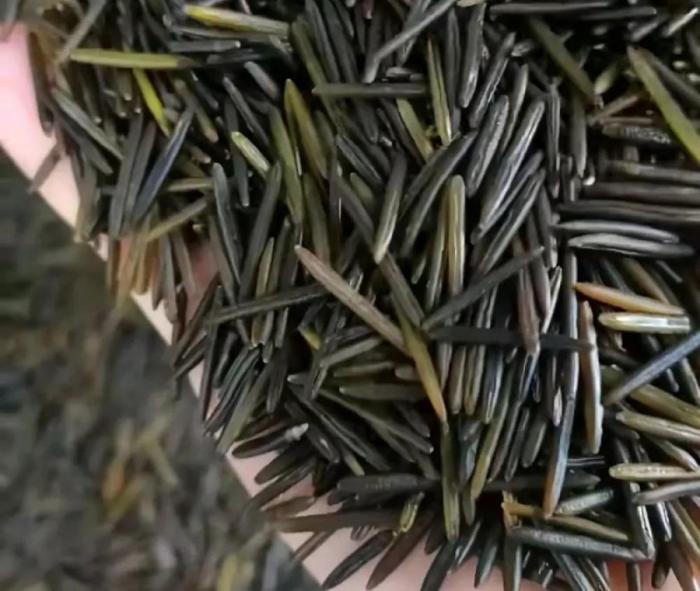 一粒长达2厘米,被外国人称为"土豪米"|菰米|土豪|茭白_新浪新闻