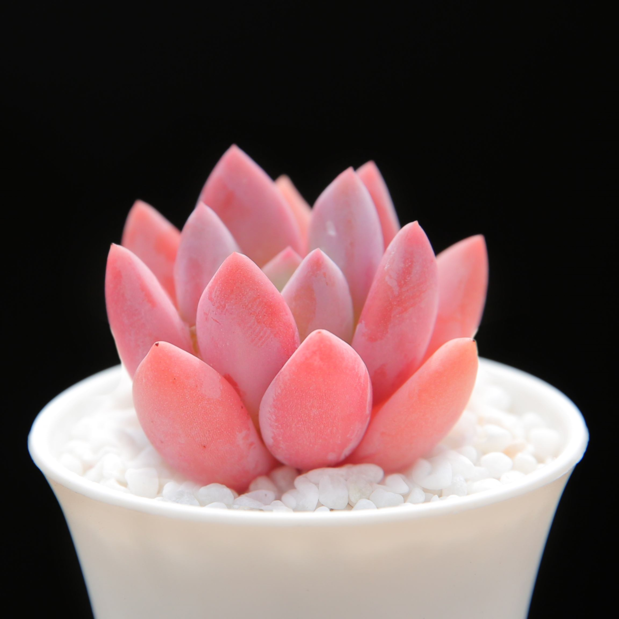 一想到粉色多肉,花花第1个想向大家推荐的就是它啦,非常好养,而且模样