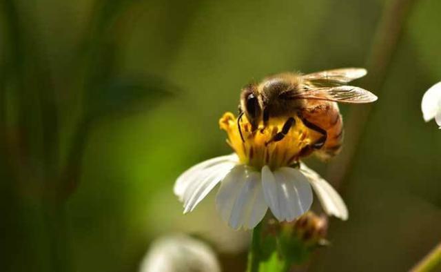 一般有这种毒刺可以蜇人的都是公蜂,公蜂不会随意攻击人但是喜欢色彩
