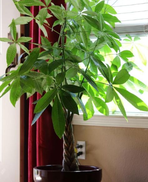 家里养了发财树学会几个方法长势旺盛叶子又多又绿