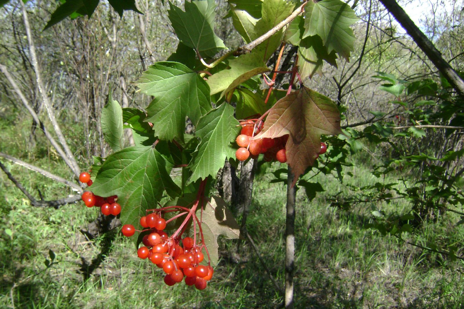 这种植物名叫马尿烧,名字不好听但对老人很有益,不要错过了!