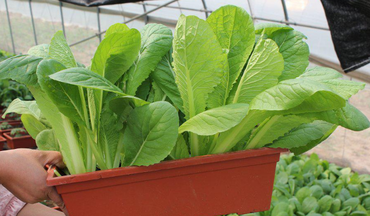 现在不种小白菜亏大了俩星期能收获一大盆比市场买的好吃多了