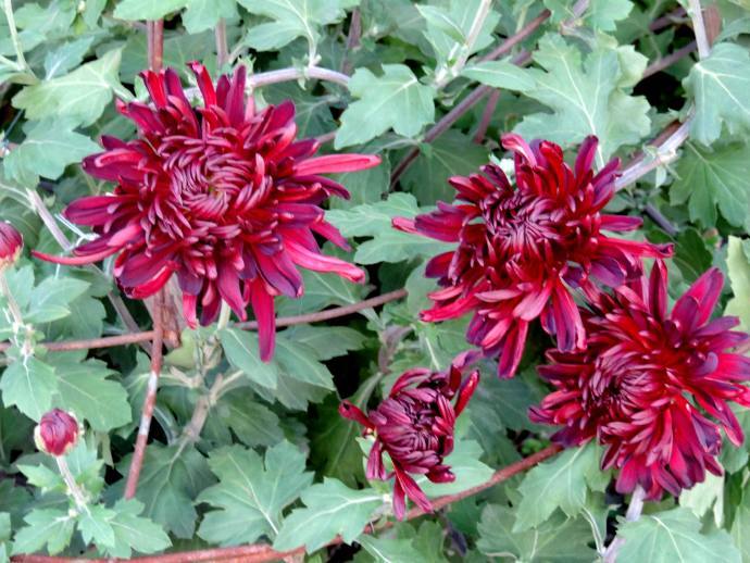 喜欢菊花,不如养盆"十大名菊"墨菊,花色如墨,冷酷高贵,真美