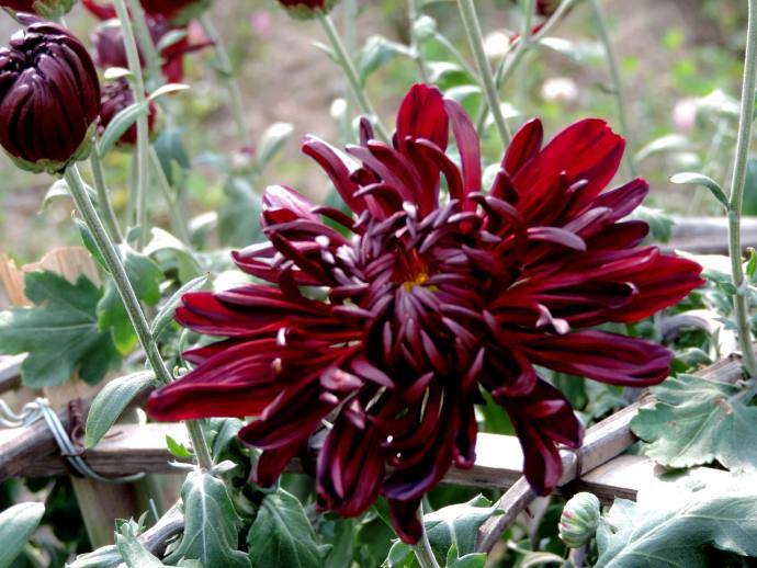 喜欢菊花,不如养盆"十大名菊"墨菊,花色如墨,冷酷高贵,真美