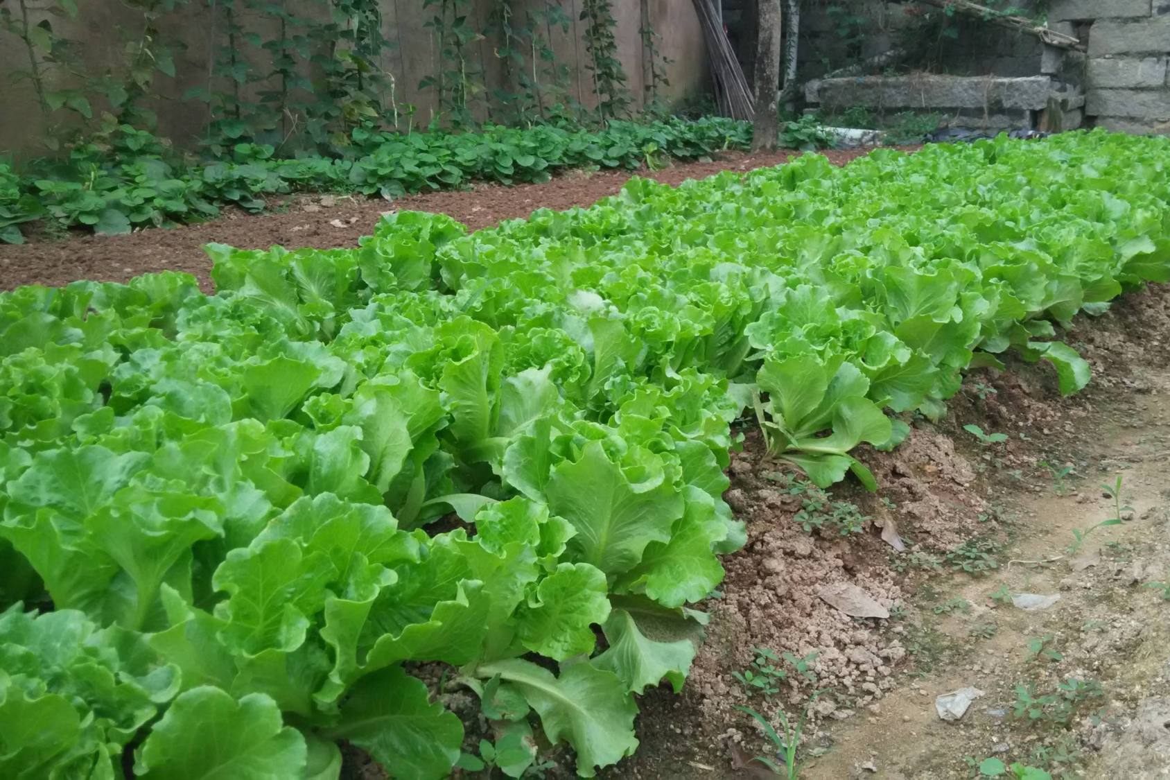 老人常说"一两年黏液一两金",农田蔬菜哪些有黏液,你见过吗?