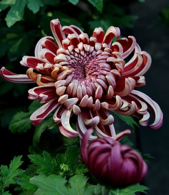 喜欢菊花,不如养盆"珍稀名菊"墨牡丹,花型大气,素雅耐看