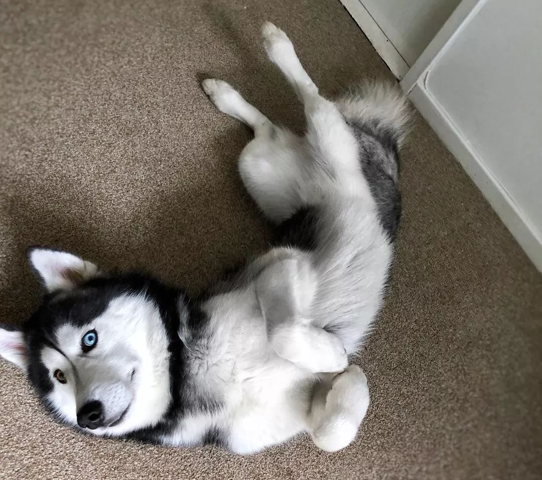 异瞳哈士奇?看起来是美男子,其实是个傻子