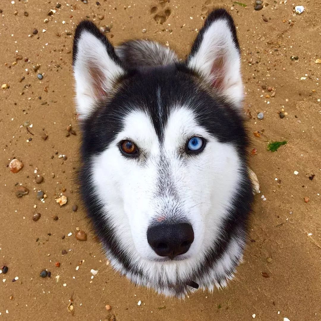 看起来是美男子,其实是个傻子