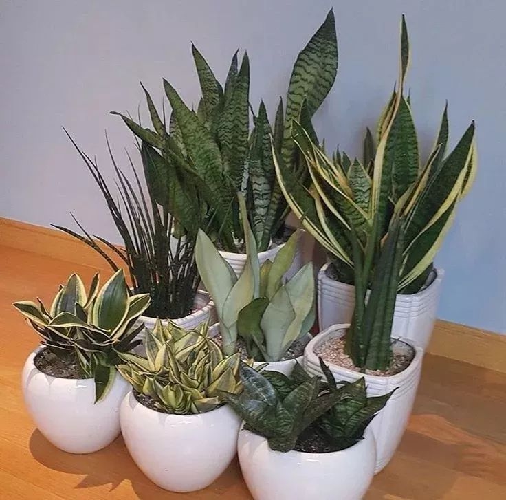 几种极其耐旱的盆栽绿植,养灯光下可一个月不浇水,照样可以存活