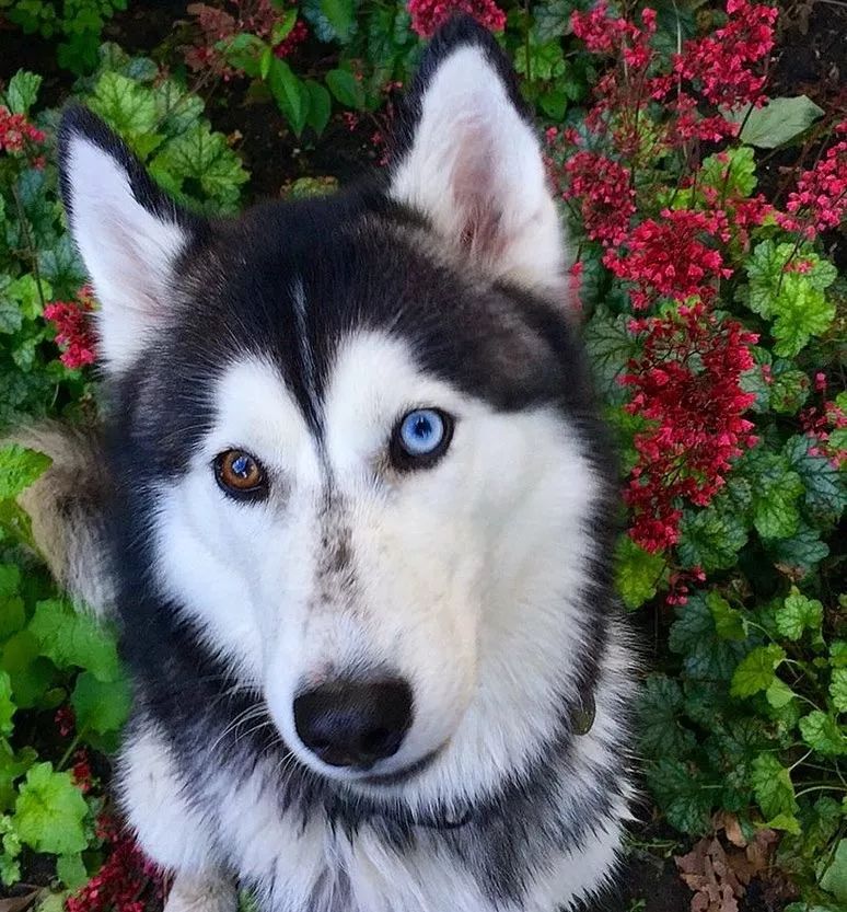 异瞳哈士奇?看起来是美男子,其实是个傻子