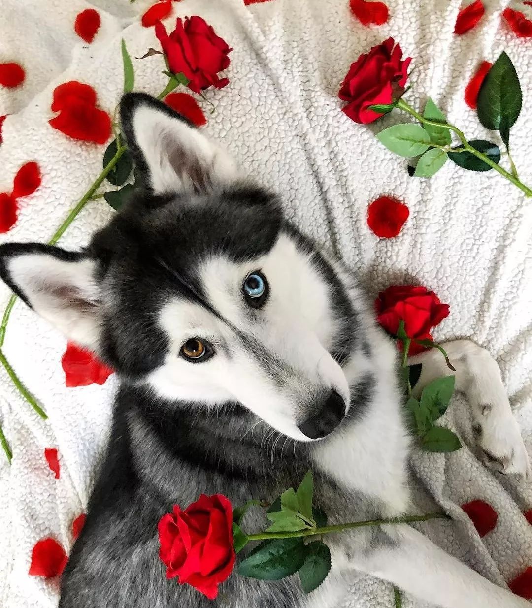 异瞳哈士奇?看起来是美男子,其实是个傻子