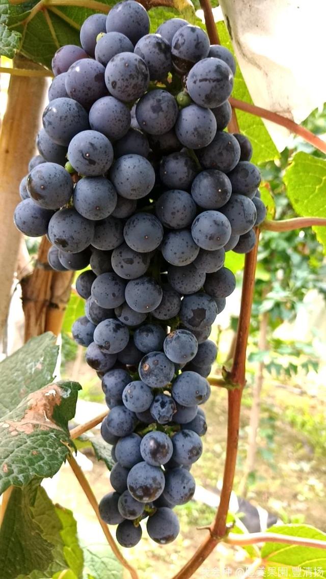 能挂果4个月的北冰红葡萄不仅非常抗寒酿的酒一瓶卖近500块