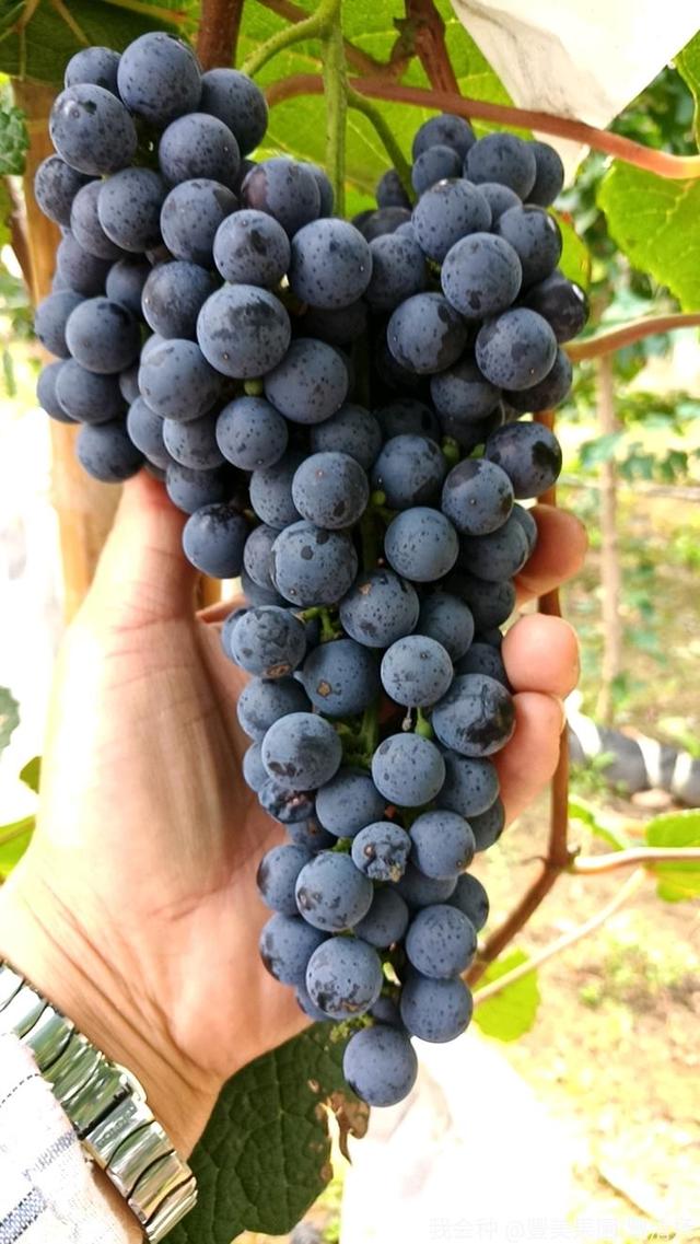 能挂果4个月的北冰红葡萄不仅非常抗寒酿的酒一瓶卖近500块